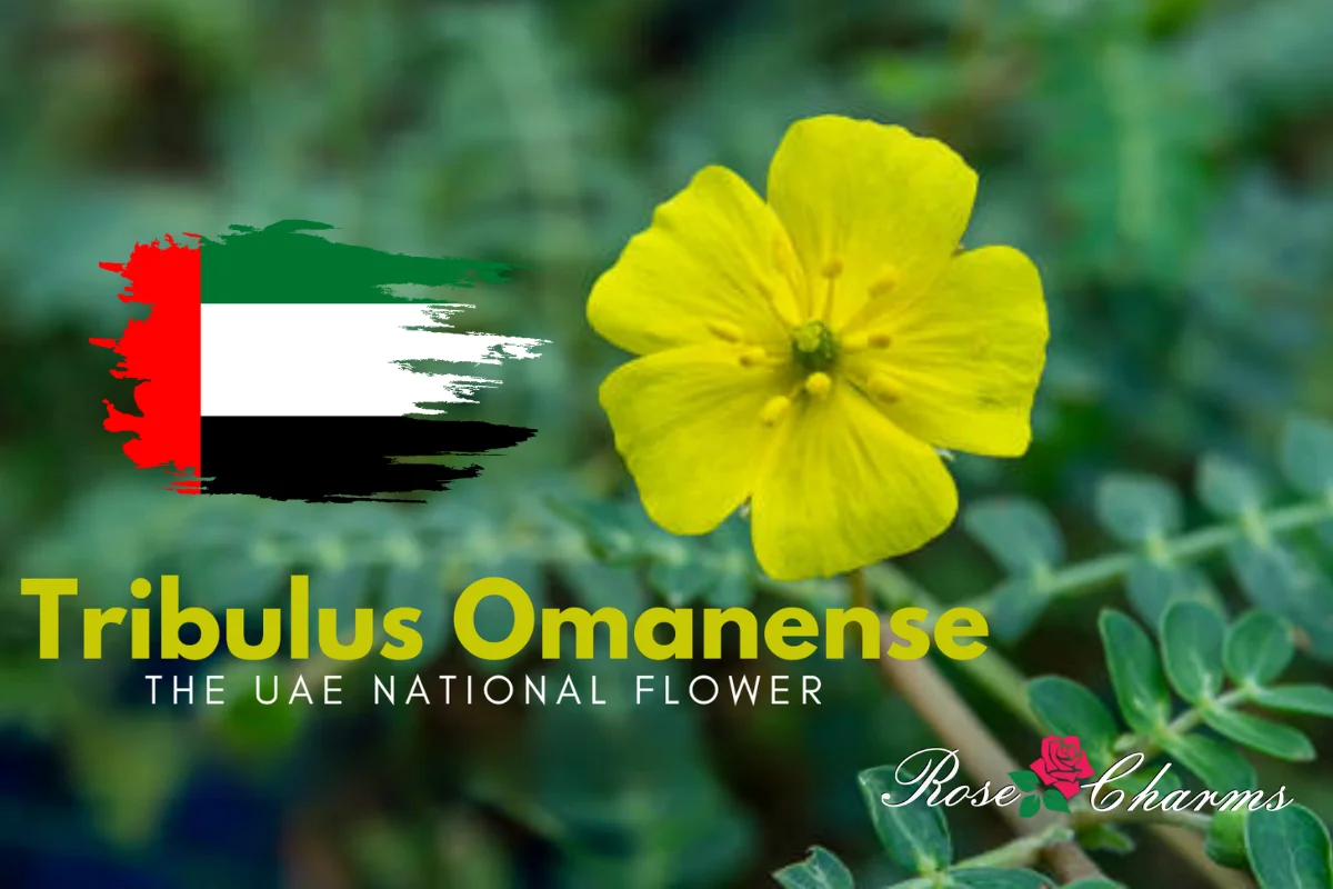 1758463382_national-flower-uae