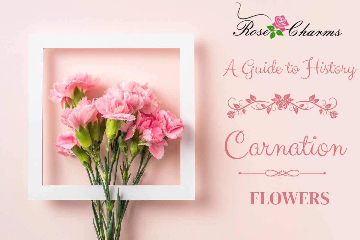 Carnation Flowers 101: A Guide to History, Meanings and Care