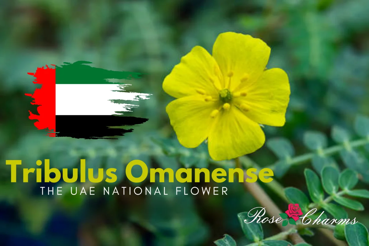 A Pocket Guide on the National Flower of the UAE: Tribulus Omanense