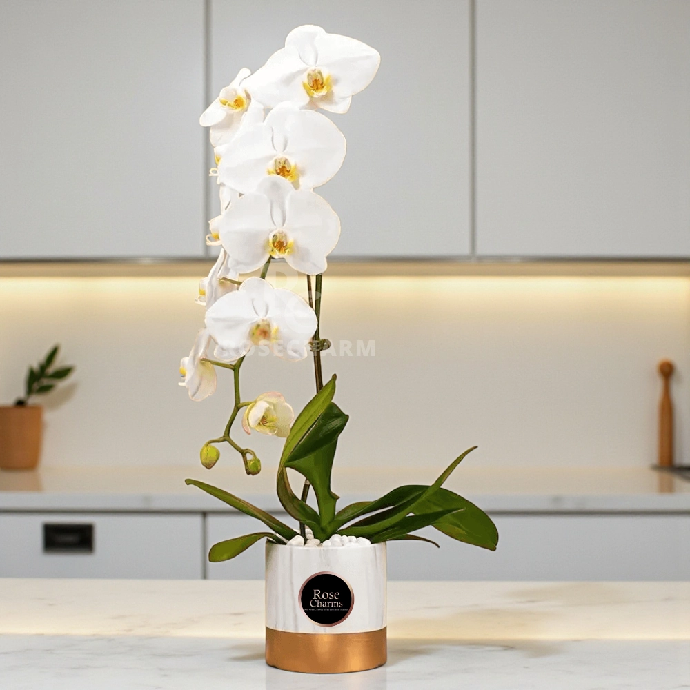 White Phalaenopsis Orchid Plant