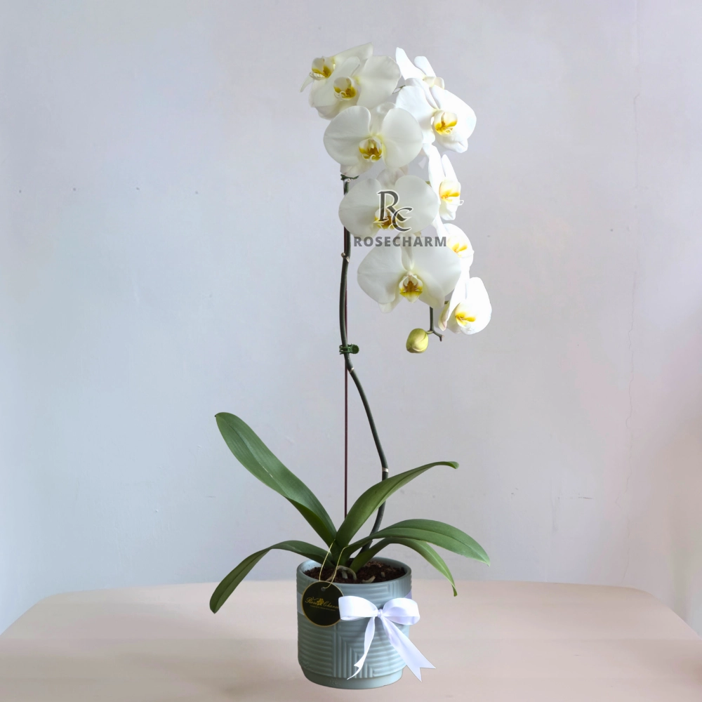 White Phaleonopsis Orchid Plant