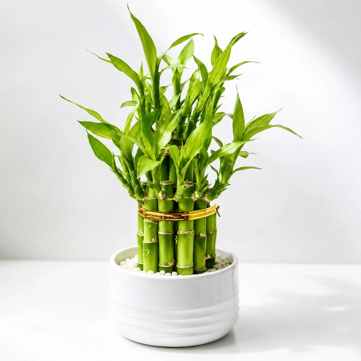 Two Layer Lucky Bamboo Plant in Decorative Small Pot with lush green stalks