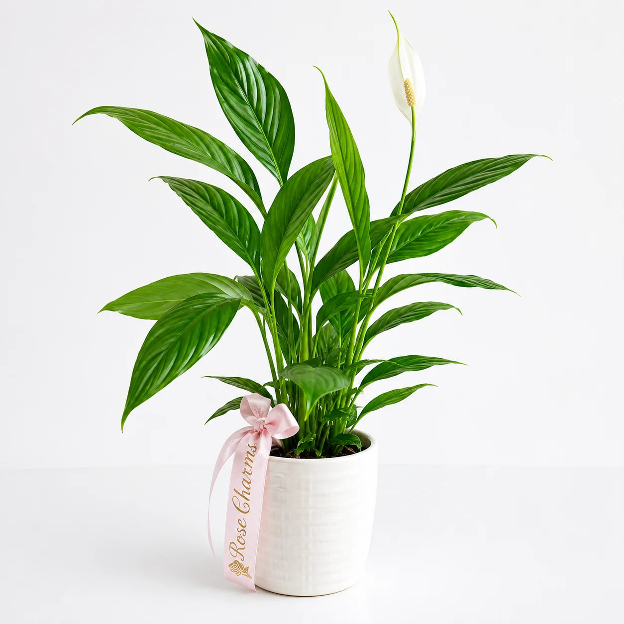 Elegant Peace Lily Spathiphyllum Indoor Plant with white flowers and glossy green leaves