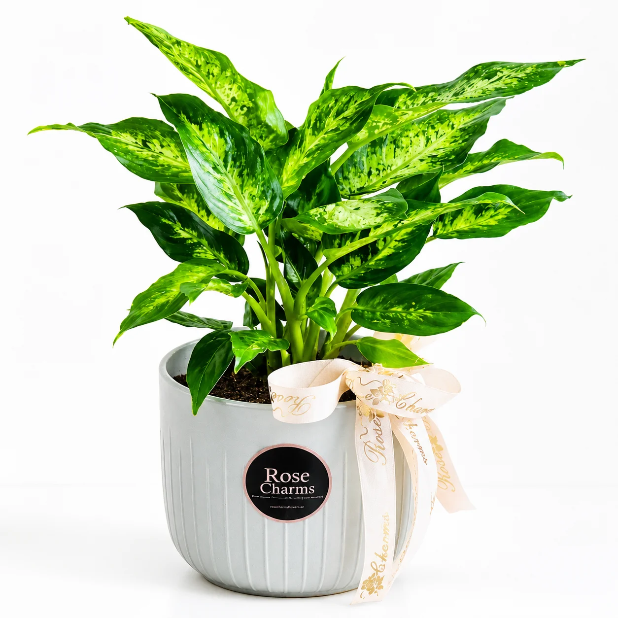 Dieffenbachia Compacta Indoor Plant with variegated foliage for elegant home and office décor