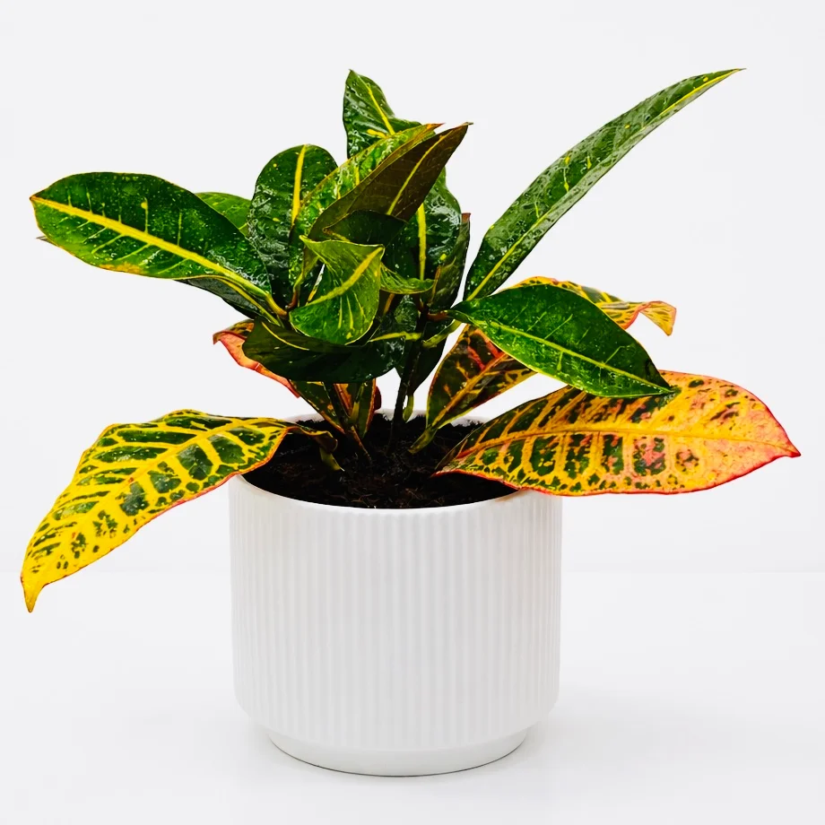 Vibrant Codiaeum Indoor Plant with colorful Croton foliage for home décor
