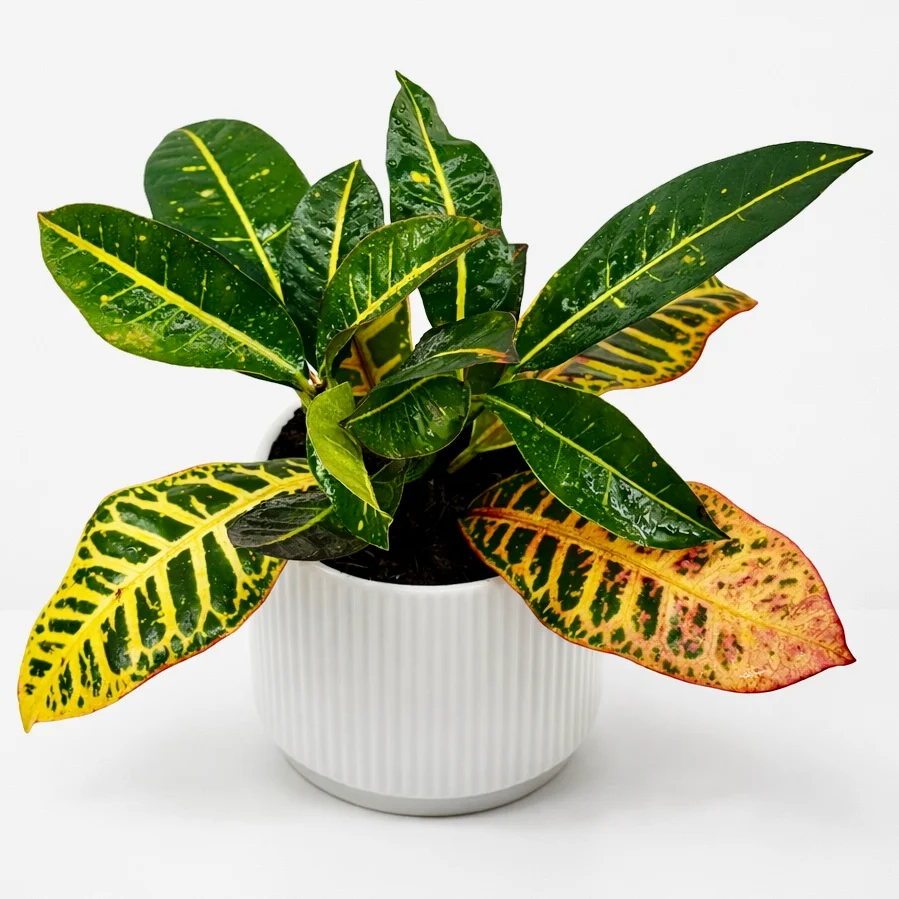 orange and green leaves