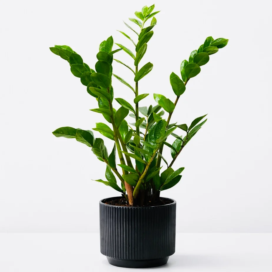 Timeless Green ZZ Plant (Zamioculcas Zamiifolia) in stylish pot for elegant home and office décor