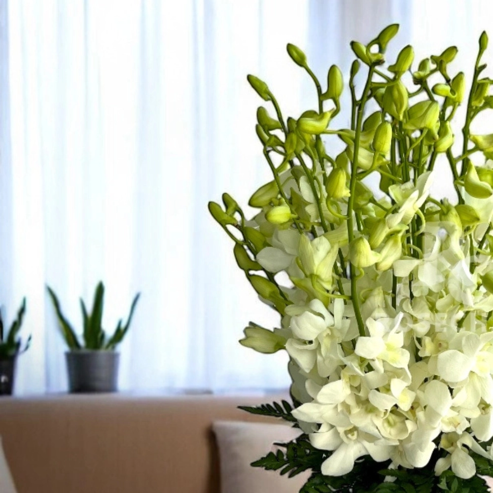 white orchids in a glass vase