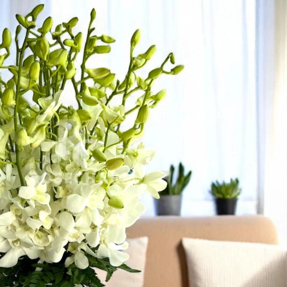 white orchids in a glass vase